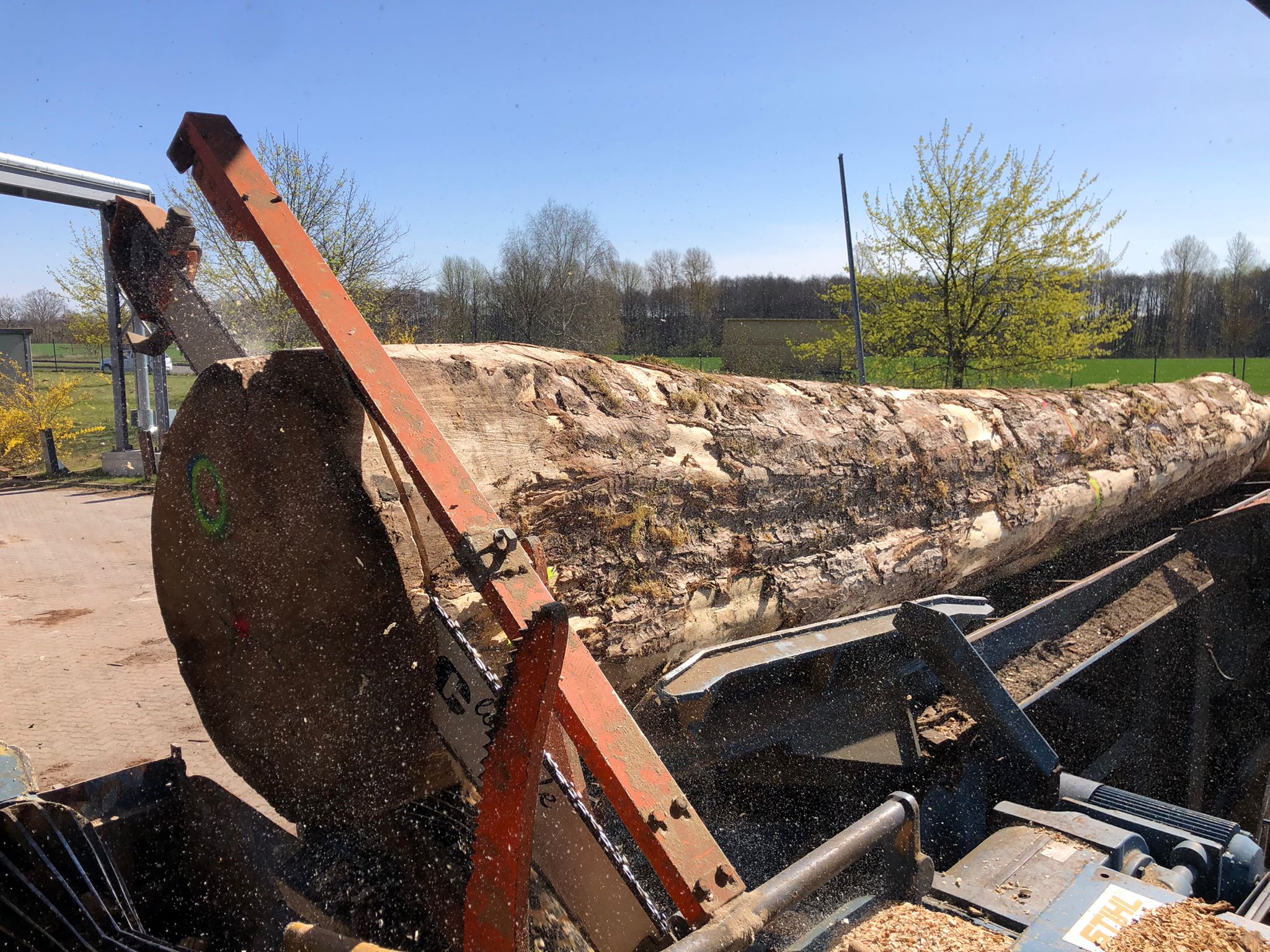 Log yard Maple figured Veneer Maple figured