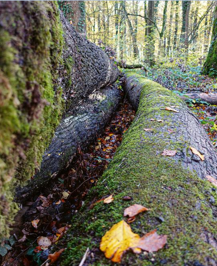 Beurteilung eines Baumstamms für den Rundholzeinkauf