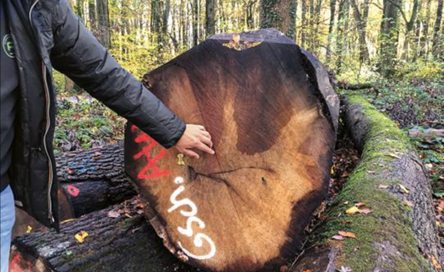 Begutachtung der unterschiedlichen Holzarten zur Furnierherstellung