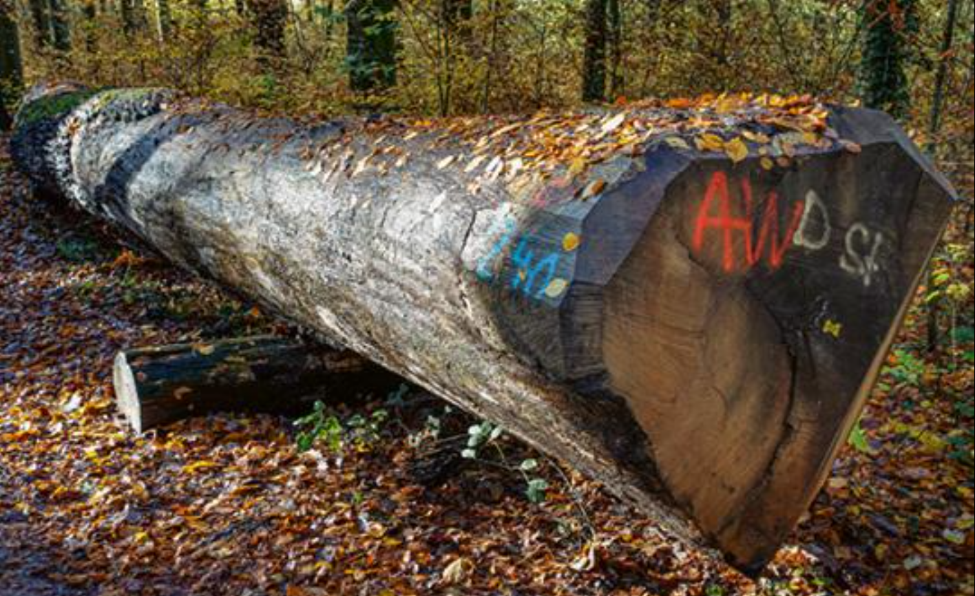 Aufgepolterter Stamm für den Rundholzeinkauf