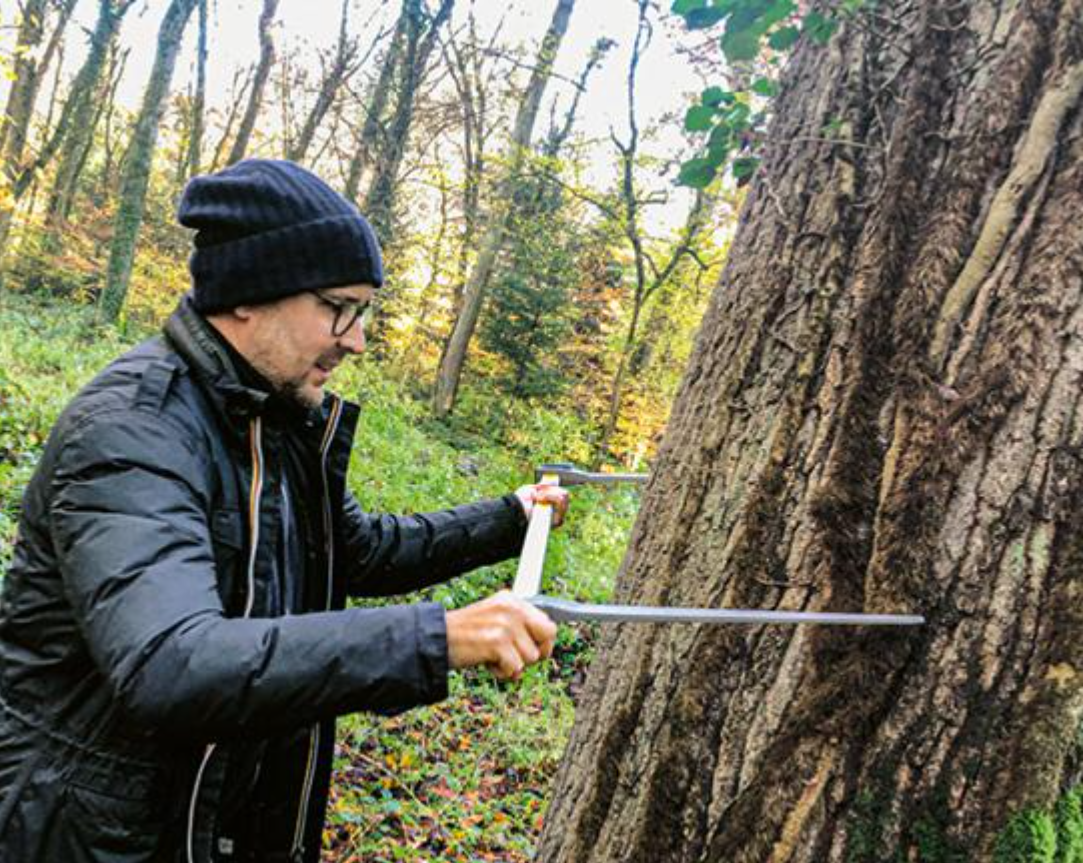 Mit der Kluppe auf Holzsuche im Wald